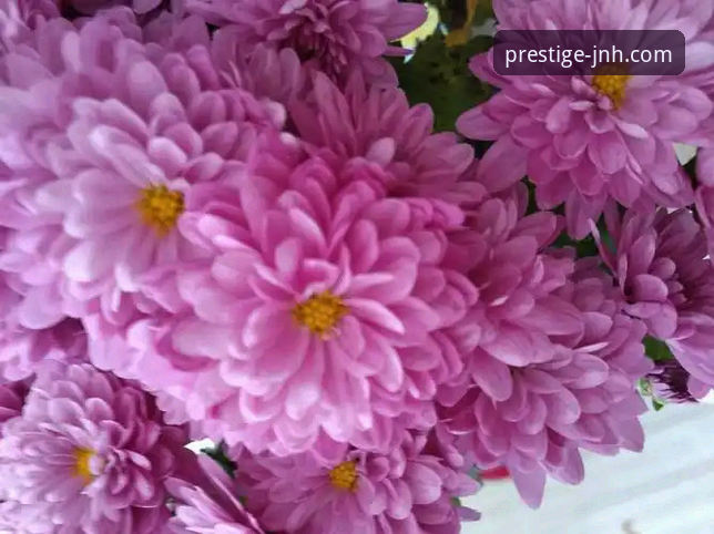 波黑奇迹 vs 意大利悲歌：金年会体育视角下的战术复盘与情绪共振